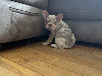 Top Quality KC French Bulldog Puppy’s