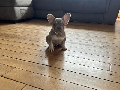 Top Quality KC French Bulldog Puppy’s