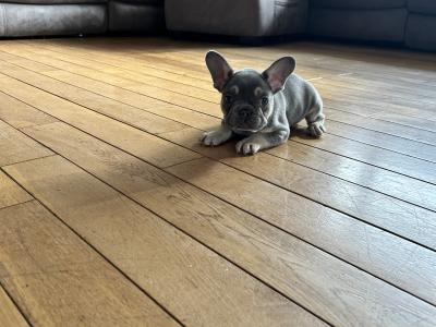 Top Quality KC French Bulldog Puppy’s