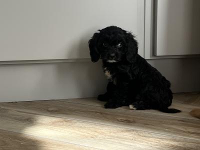 Fabulous miniature Cavapoo puppies 🐶 🐶🐶 in Kilkenny