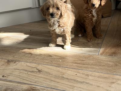 Fabulous miniature Cavapoo puppies 🐶 🐶🐶 in Kilkenny