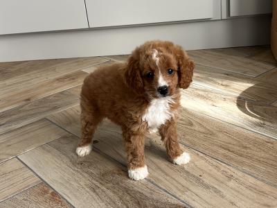Fabulous miniature Cavapoo puppies 🐶 🐶🐶 in Kilkenny