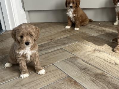 Fabulous miniature Cavapoo puppies 🐶 🐶🐶 in Kilkenny