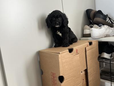 Fabulous miniature Cavapoo puppies 🐶 🐶🐶 in Kilkenny