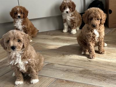 Fabulous miniature Cavapoo puppies 🐶 🐶🐶 in Kilkenny