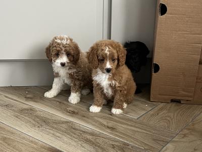 Fabulous miniature Cavapoo puppies 🐶 🐶🐶 in Kilkenny
