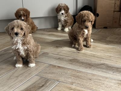 Fabulous miniature Cavapoo puppies 🐶 🐶🐶 in Kilkenny