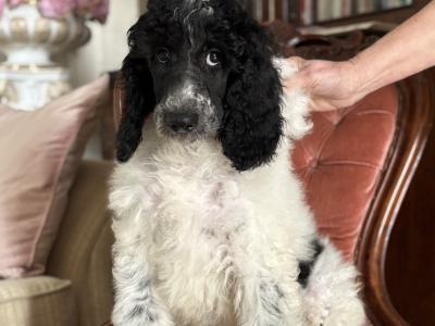 Kc Registered Standard Parti Poodle
