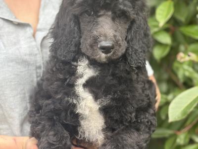 Kc Registered Standard Parti Poodle