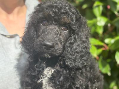 Kc Registered Standard Parti Poodle
