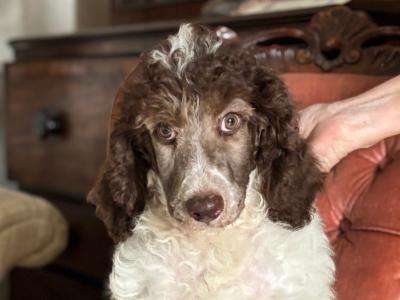 KC Registered Standard Parti Poodle puppies in Armagh