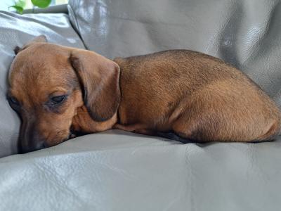 IKC Registered Dachshund puppies for sale in Kilkenny *4 Left*