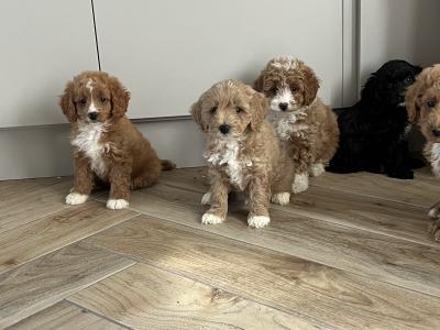 Fabulous miniature Cavapoo puppies 🐶 🐶🐶 in Kilkenny