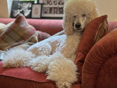 Standard Poodle Puppy IKC Ready . Gorgeous  Male  Ready  <3 NON SHED!