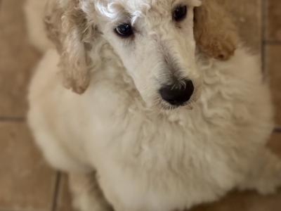 Standard Poodle puppies IKC Registered. Gorgeous NON SHED!