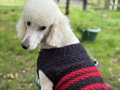 Standard Poodle Puppy IKC Ready . Gorgeous  Male  Ready  <3 NON SHED!
