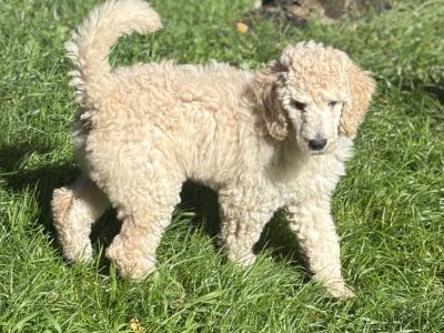 Standard Poodle Puppy IKC Ready . Gorgeous  Male  Ready  <3 NON SHED!