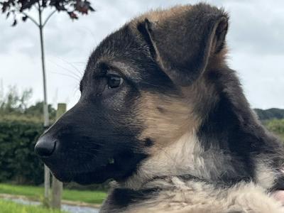 IKC Registered Straight Back German Shepherd puppies in Wexford