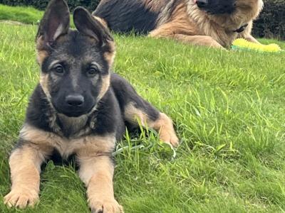 IKC Registered Straight Back German Shepherd puppies in Wexford