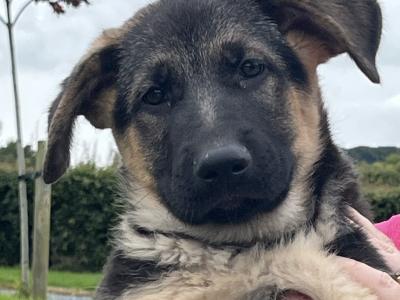 IKC Registered Straight Back German Shepherd puppies in Wexford