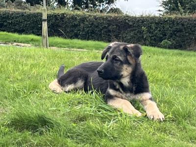 IKC Registered Straight Back German Shepherd puppies in Wexford