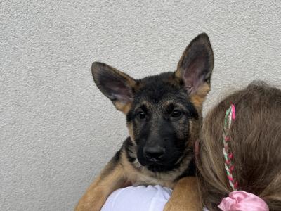 IKC Registered Straight Back German Shepherd puppies in Wexford