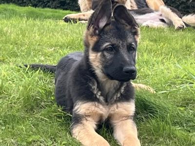 IKC Registered Straight Back German Shepherd puppies in Wexford