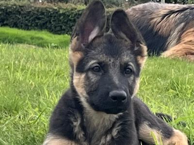 IKC Registered Straight Back German Shepherd puppies in Wexford
