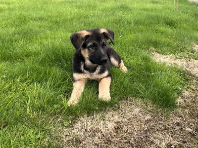 IKC Registered Straight Back German Shepherd puppies in Wexford