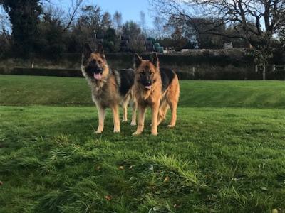 IKC Registered Straight Back German Shepherd puppies in Wexford