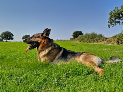 IKC Registered Straight Back German Shepherd puppies in Wexford