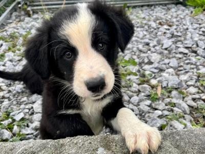 3 Border Collie puppies in Galway