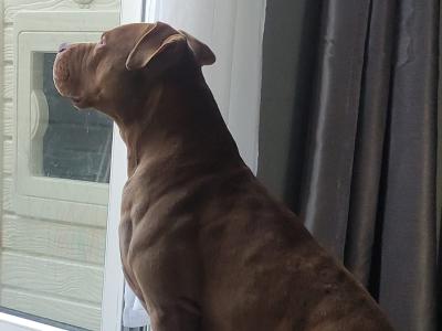 3yrs old cross breed Pitbull needs to go to a good home!