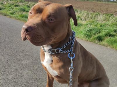 3yrs old cross breed Pitbull needs to go to a good home!