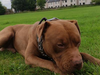 3yrs old cross breed Pitbull needs to go to a good home!