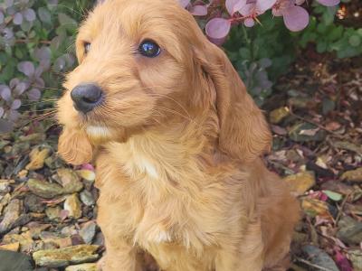 F1B Cockapoo puppies