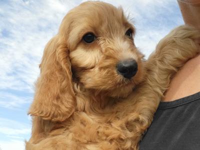F1B Cockapoo puppies in Wexford