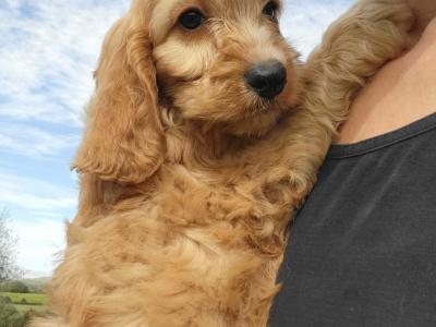 F1B Cockapoo puppies