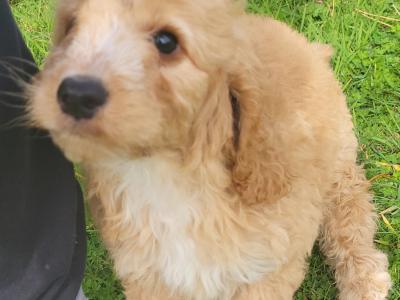 F1B Cockapoo puppies