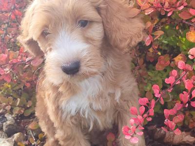 F1B Cockapoo puppies