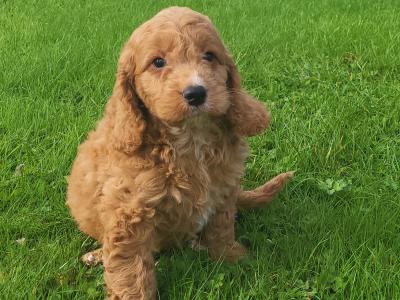 F1B Cockapoo puppies