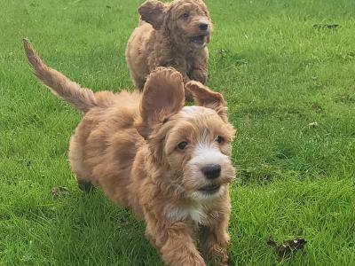 F1B Cockapoo puppies