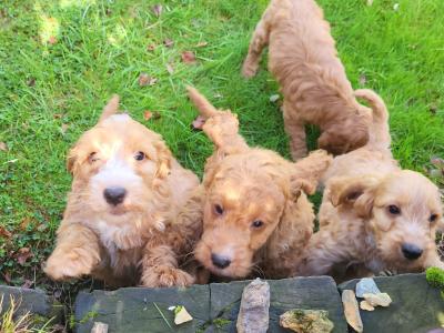 F1B Cockapoo puppies