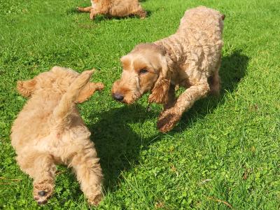 F1B Cockapoo puppies