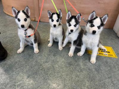 Siberian Husky puppies in Offaly
