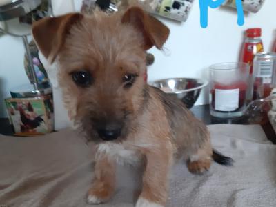 Yorkshire Terrier puppies in Carlow