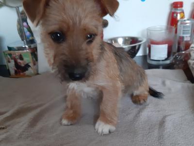 Yorkshire Terrier puppies in Carlow