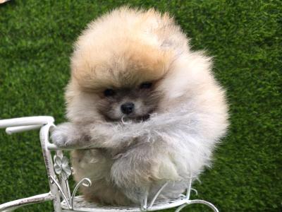 Fluffy Pomeranian Girls 💕 IKC - Pending