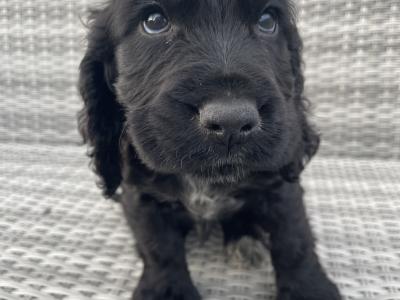 3 male Cocker Spaniel puppies in Laois