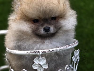 Fluffy Pomeranian Girls 💕 IKC - Pending